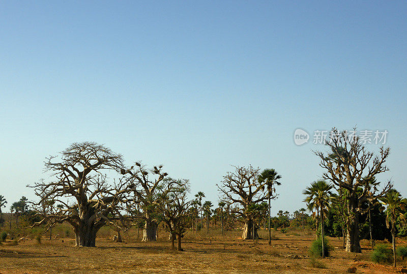 N'Diasse forest - baobabs - Thiès Region, Senegal